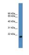 Ubiquitin Like 4A antibody, orb331039, Biorbyt, Western Blot image 