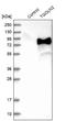 Trans-Golgi Network Protein 2 antibody, NBP1-86949, Novus Biologicals, Western Blot image 