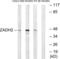 Zinc Binding Alcohol Dehydrogenase Domain Containing 2 antibody, LS-C120489, Lifespan Biosciences, Western Blot image 