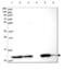 Thioredoxin antibody, NBP2-48873, Novus Biologicals, Western Blot image 