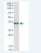 AlkB Homolog 3, Alpha-Ketoglutaratedependent Dioxygenase antibody, H00221120-D01, Novus Biologicals, Immunoprecipitation image 