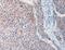 FAT Atypical Cadherin 4 antibody, MBS2517001, MyBioSource, Immunohistochemistry paraffin image 