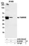 Family With Sequence Similarity 98 Member B antibody, A305-818A-M, Bethyl Labs, Immunoprecipitation image 
