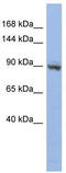 Zinc Finger Protein 546 antibody, TA341527, Origene, Western Blot image 