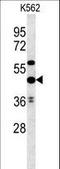 UBA Domain Containing 1 antibody, LS-C160368, Lifespan Biosciences, Western Blot image 