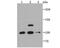 Discs Large MAGUK Scaffold Protein 2 antibody, A04826-2, Boster Biological Technology, Western Blot image 