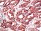 Receptor For Activated C Kinase 1 antibody, PA5-32569, Invitrogen Antibodies, Immunohistochemistry frozen image 
