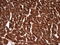 Troponin T2, Cardiac Type antibody, LS-C340399, Lifespan Biosciences, Immunohistochemistry paraffin image 