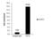 Tet Methylcytosine Dioxygenase 2 antibody, GTX629881, GeneTex, Chromatin Immunoprecipitation image 