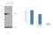 Calnexin antibody, PA5-34754, Invitrogen Antibodies, Western Blot image 