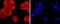 Annexin A5 antibody, NBP2-67156, Novus Biologicals, Immunofluorescence image 