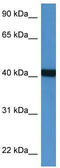 Phosphotriesterase Related antibody, TA343121, Origene, Western Blot image 