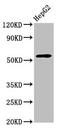 WD Repeat Domain 37 antibody, CSB-PA805557LA01MO, Cusabio, Western Blot image 