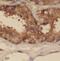 Centrosomal Protein 97 antibody, FNab01610, FineTest, Immunohistochemistry frozen image 