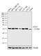 Autophagy Related 5 antibody, PA5-35201, Invitrogen Antibodies, Western Blot image 