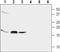 GABA Type A Receptor-Associated Protein antibody, PA5-77469, Invitrogen Antibodies, Western Blot image 