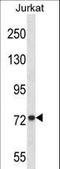 Mitofusin 1 antibody, LS-C164161, Lifespan Biosciences, Western Blot image 