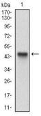 Activated Leukocyte Cell Adhesion Molecule antibody, NBP2-37358, Novus Biologicals, Western Blot image 