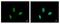 RAD23 Homolog B, Nucleotide Excision Repair Protein antibody, PA5-27902, Invitrogen Antibodies, Immunofluorescence image 
