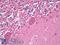Ubiquitin C-Terminal Hydrolase L1 antibody, LS-B8708, Lifespan Biosciences, Immunohistochemistry frozen image 