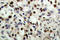 CAMP Responsive Element Binding Protein 1 antibody, LS-C177897, Lifespan Biosciences, Immunohistochemistry frozen image 