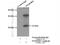 Integrin cytoplasmic domain-associated protein 1 antibody, 12300-1-AP, Proteintech Group, Immunoprecipitation image 