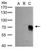 CD292 antibody, NBP2-15601, Novus Biologicals, Western Blot image 