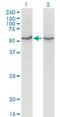 Cytochrome C Oxidase Assembly Homolog COX15 antibody, H00001355-M01, Novus Biologicals, Western Blot image 