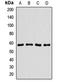 RIC8 Guanine Nucleotide Exchange Factor A antibody, LS-C668580, Lifespan Biosciences, Western Blot image 