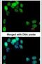 Eukaryotic Translation Initiation Factor 2B Subunit Epsilon antibody, PA5-29048, Invitrogen Antibodies, Immunofluorescence image 