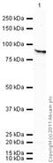 Heat Shock Protein 90 Alpha Family Class B Member 1 antibody, ab53497, Abcam, Western Blot image 