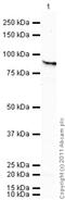 Heat Shock Protein 90 Alpha Family Class B Member 1 antibody, ab53497, Abcam, Western Blot image 