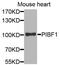 Progesterone Immunomodulatory Binding Factor 1 antibody, MBS127548, MyBioSource, Western Blot image 