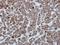 Heat Shock Protein Family A (Hsp70) Member 1 Like antibody, NBP1-33022, Novus Biologicals, Immunohistochemistry frozen image 