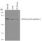 Methionyl Aminopeptidase 2 antibody, AF3795, R&D Systems, Western Blot image 