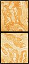 Fibronectin 1 antibody, 42040, QED Bioscience, Immunohistochemistry paraffin image 