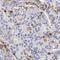 Cellular Communication Network Factor 3 antibody, FNab05801, FineTest, Immunohistochemistry frozen image 