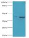 S-Phase Kinase Associated Protein 2 antibody, LS-C371330, Lifespan Biosciences, Western Blot image 