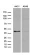E74 Like ETS Transcription Factor 3 antibody, MA5-27242, Invitrogen Antibodies, Western Blot image 