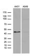 E74 Like ETS Transcription Factor 3 antibody, MA5-27242, Invitrogen Antibodies, Western Blot image 