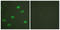 Lamin A/C antibody, LS-C199188, Lifespan Biosciences, Immunofluorescence image 