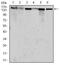 MutS Homolog 6 antibody, MA5-17129, Invitrogen Antibodies, Western Blot image 