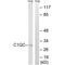 Complement C1q C Chain antibody, PA5-50014, Invitrogen Antibodies, Western Blot image 