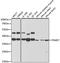 26S proteasome non-ATPase regulatory subunit 7 antibody, GTX54625, GeneTex, Western Blot image 
