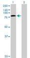 TLE Family Member 4, Transcriptional Corepressor antibody, H00007091-B01P, Novus Biologicals, Western Blot image 