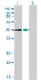 ETS Transcription Factor ELK3 antibody, H00002004-D01P, Novus Biologicals, Western Blot image 