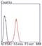 ATP Synthase F1 Subunit Alpha antibody, NBP2-67170, Novus Biologicals, Flow Cytometry image 