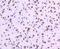 DNA topoisomerase 1 antibody, NBP2-67606, Novus Biologicals, Immunohistochemistry paraffin image 