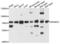ADA33 antibody, LS-C409801, Lifespan Biosciences, Western Blot image 