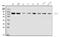 Metastasis-associated protein MTA1 antibody, PA1483, Boster Biological Technology, Western Blot image 